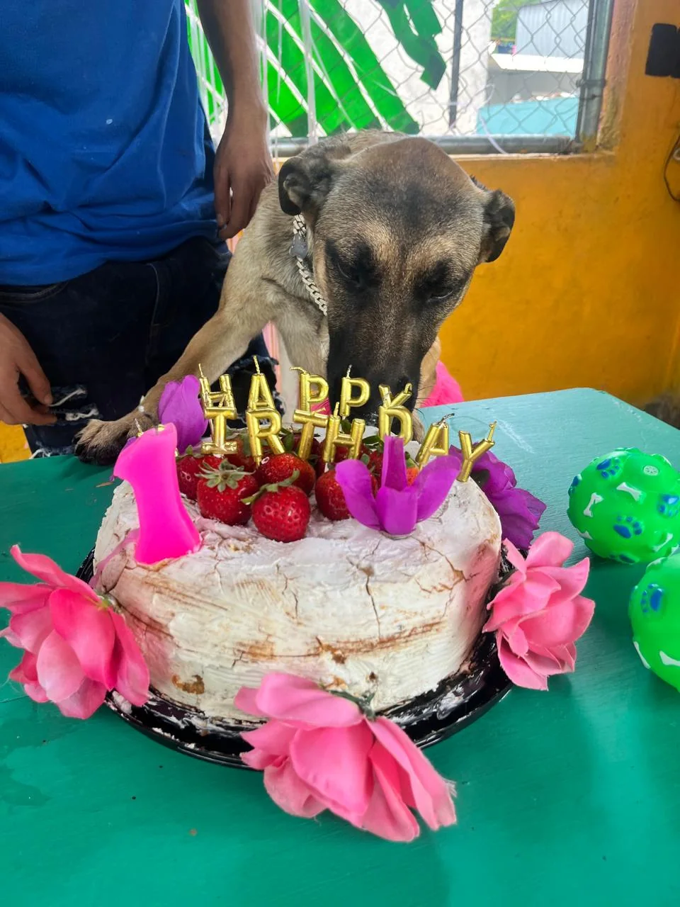 Perro celebrando su cumpleaños con pastel y decoración