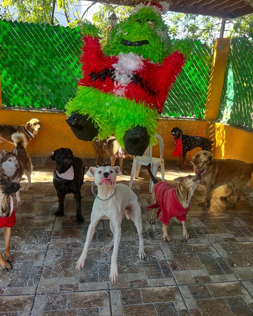 Perros reunidos durante una celebración en Forest Dog
