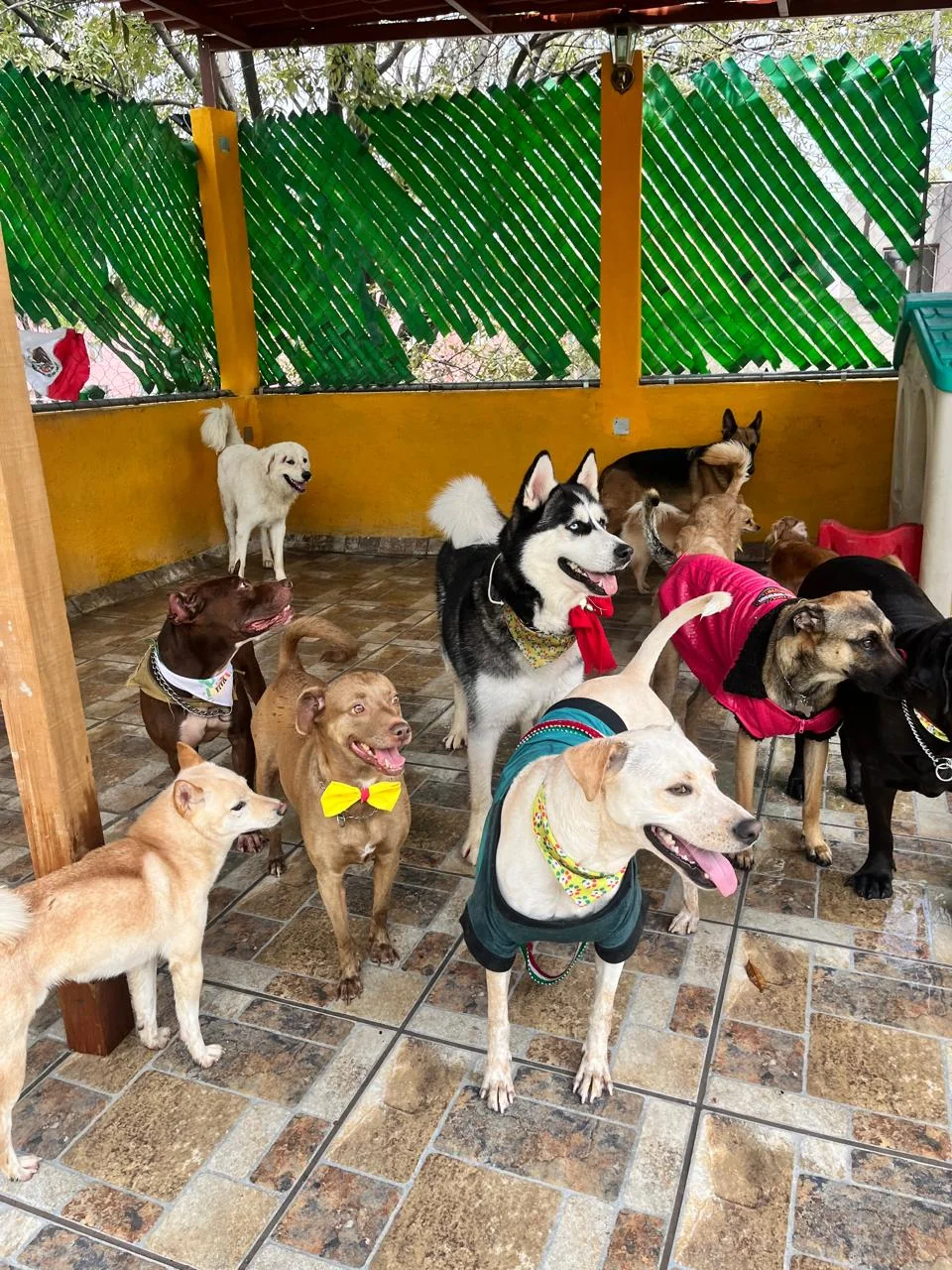 Perros conviviendo en Forest Dog