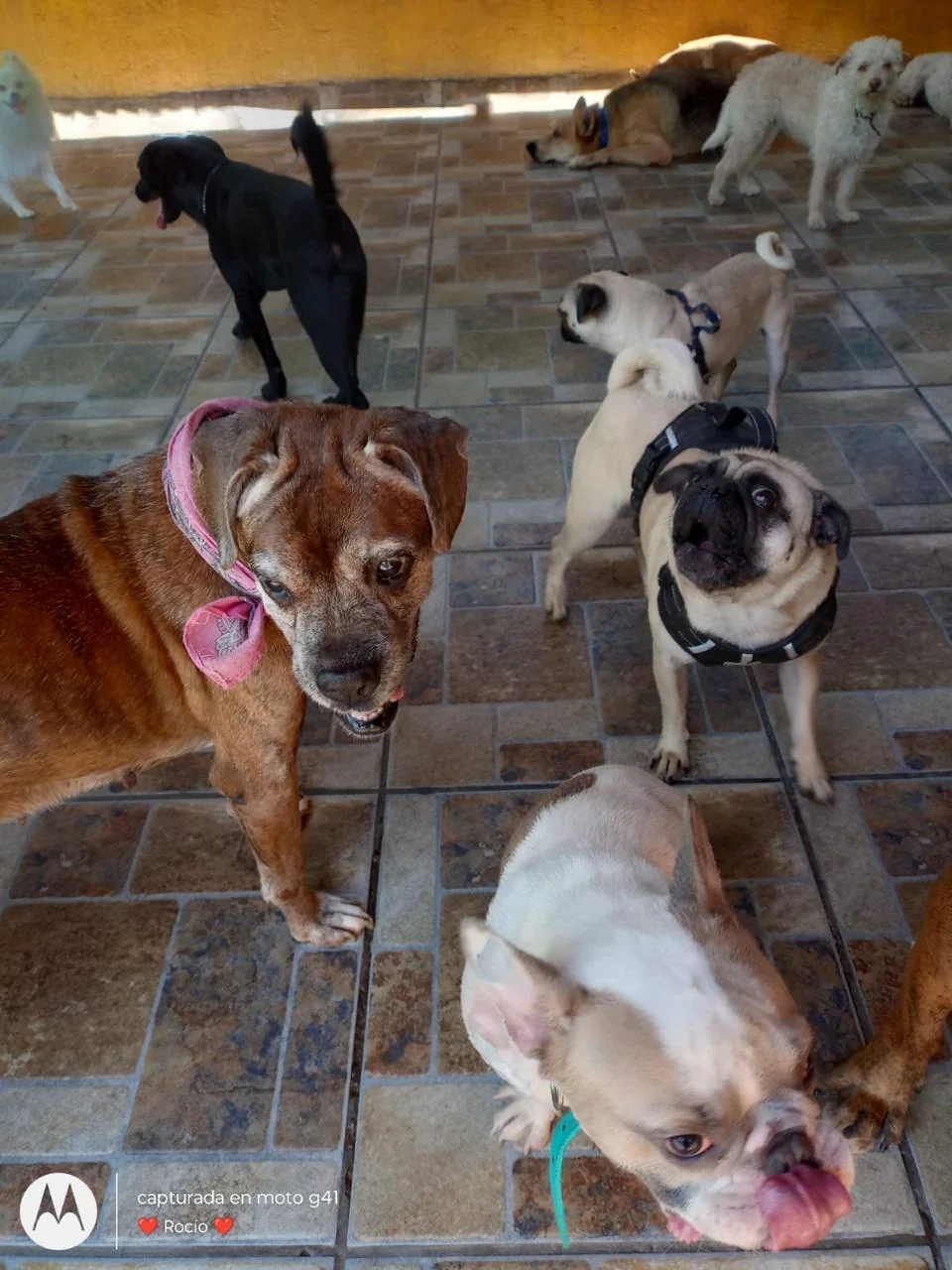 Perros jugando juntos en el área de guardería