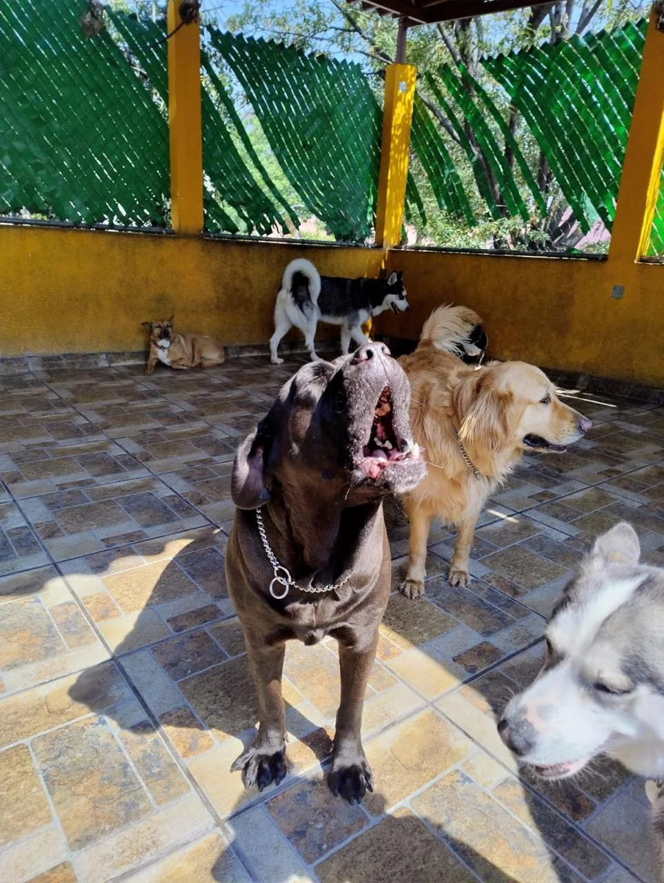 Dos perros conviviendo en la alberca de Forest Dog