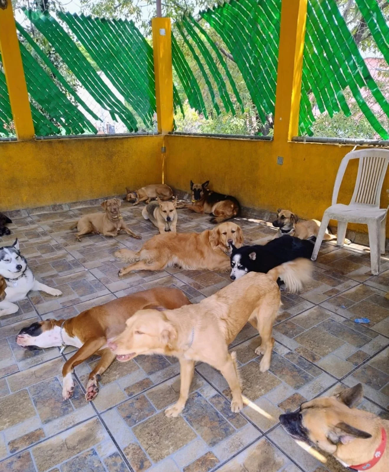 Perros descansando juntos después de jugar