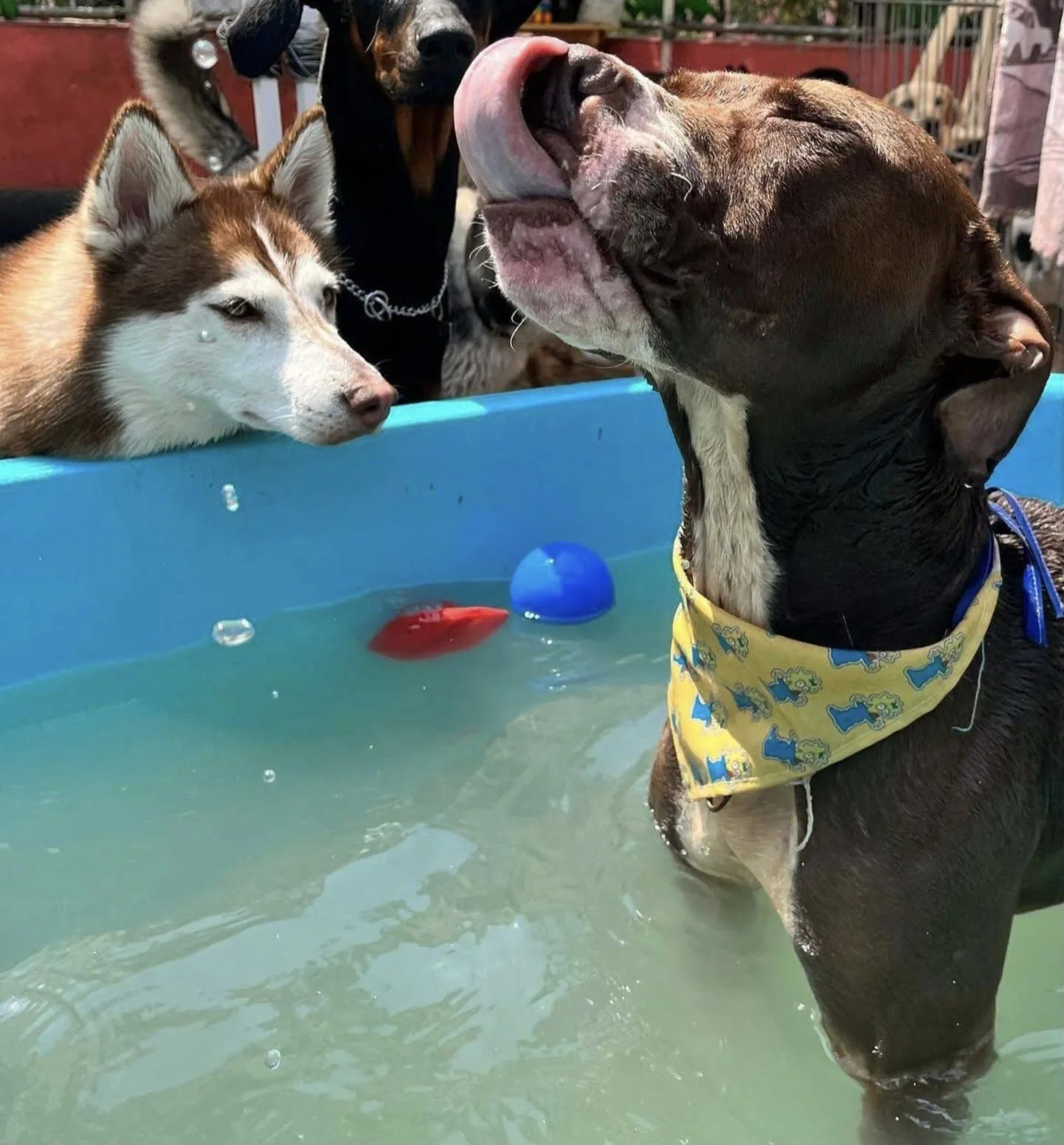 Perros disfrutando del agua en Forest Dog