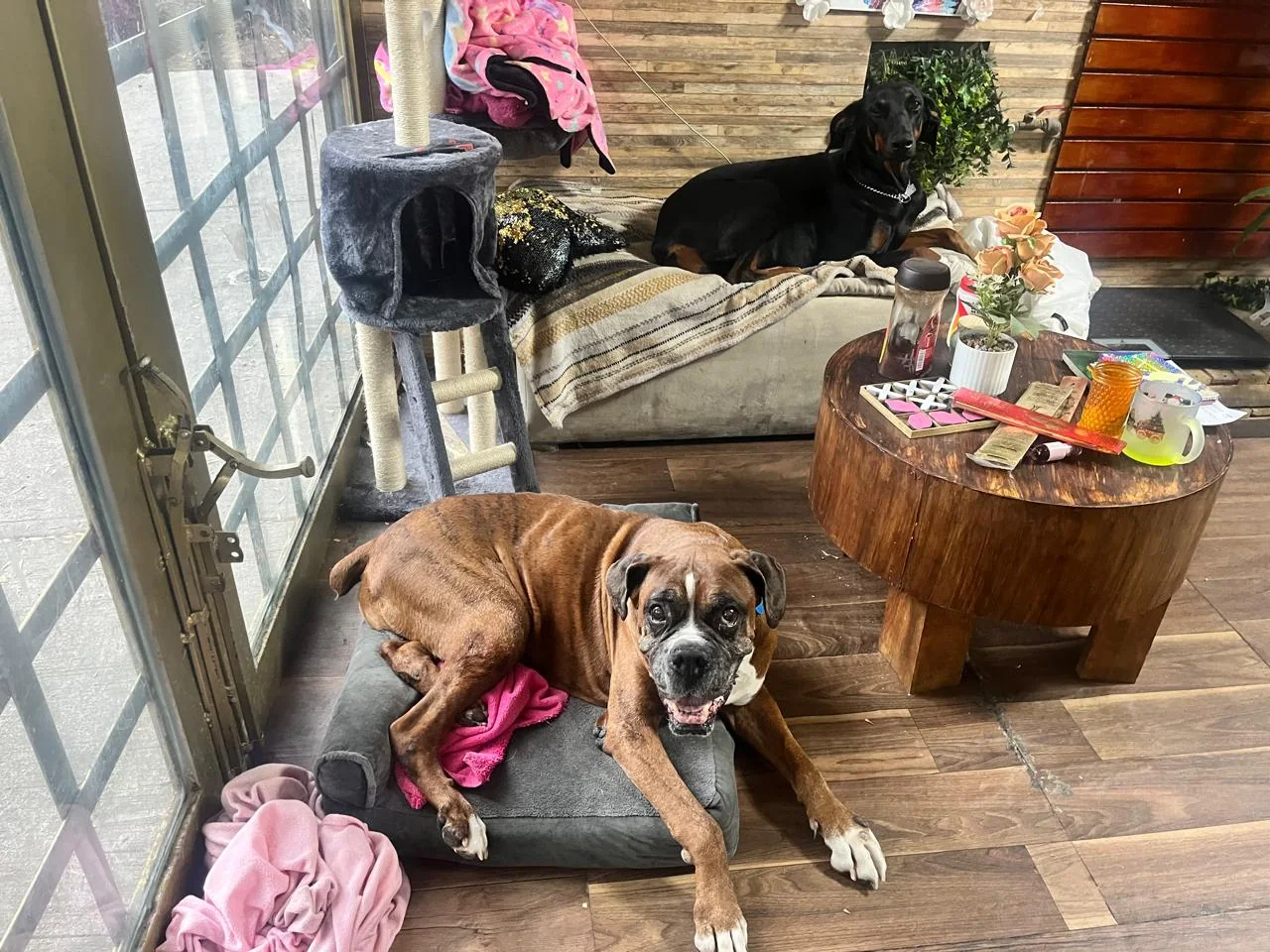 Perros descansando en el espacio interior de Forest Dog