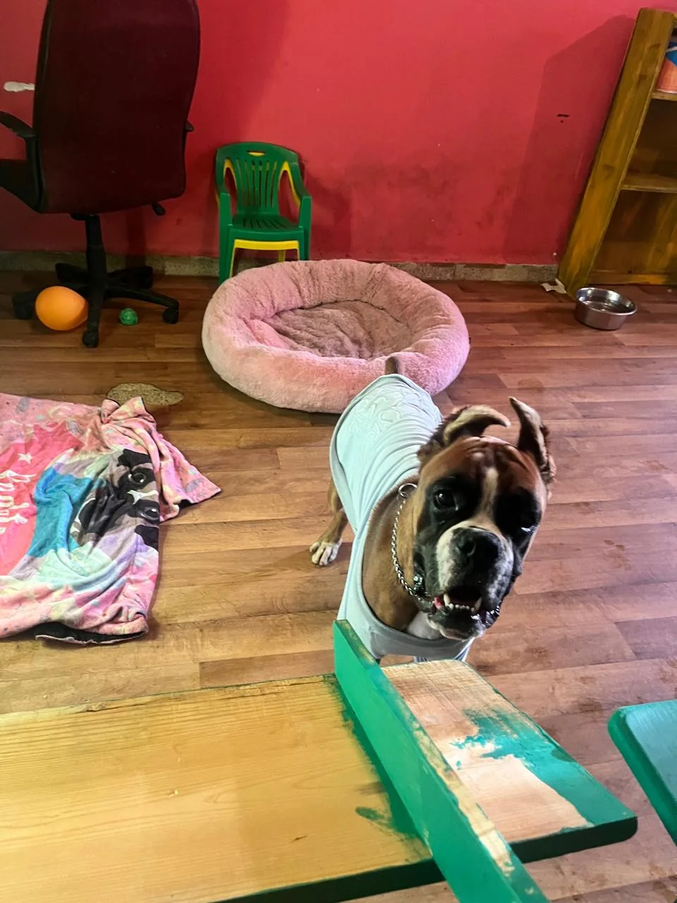 Perro descansando en el área interior