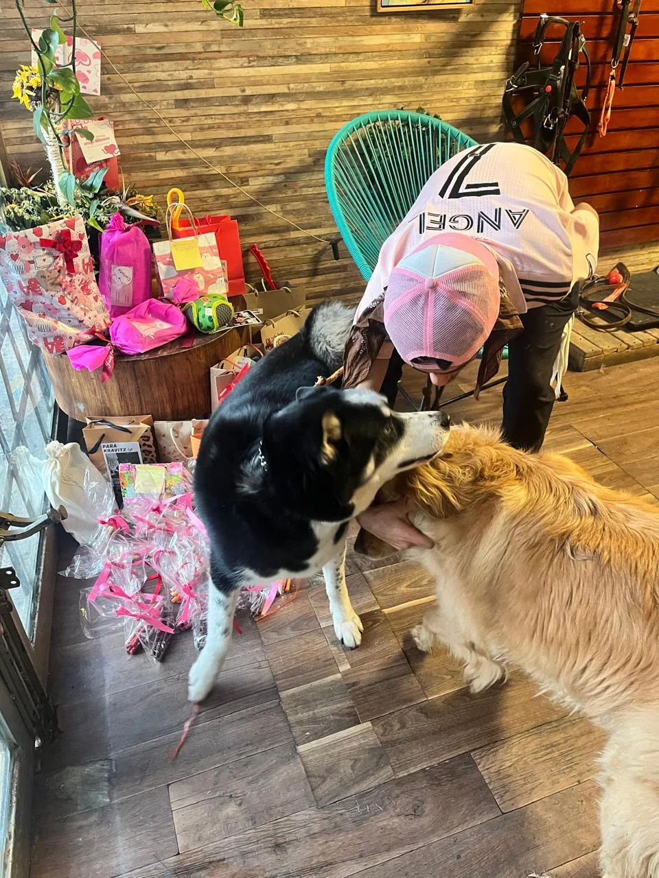 Perro acompañado por el equipo de Forest Dog