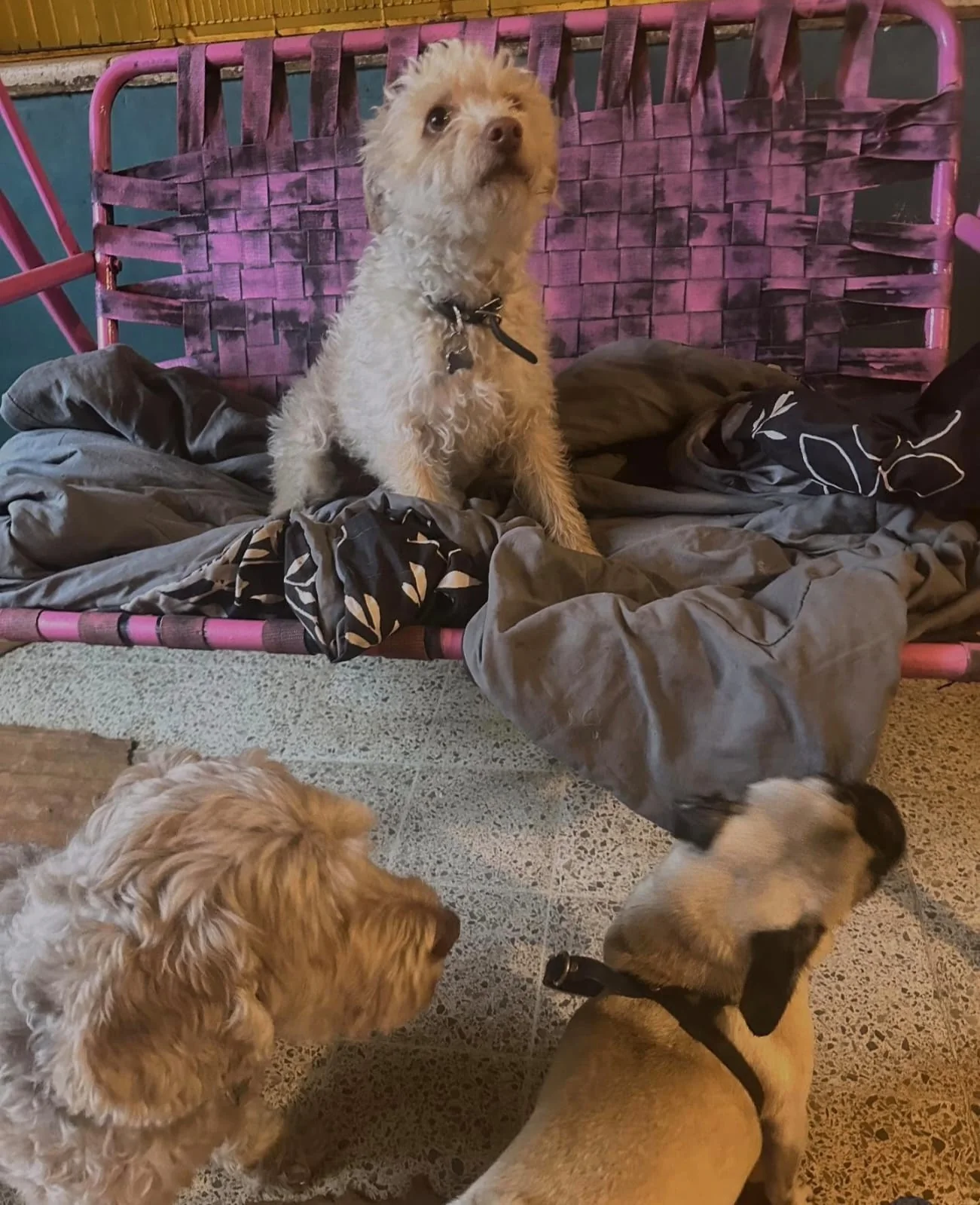Perros compartiendo un momento en el patio