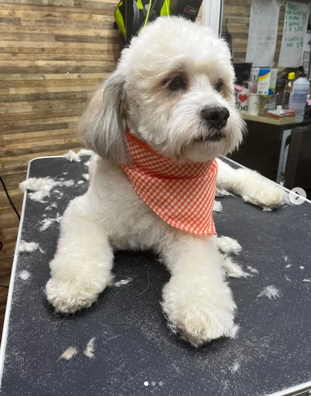 Perro pequeño después de un arreglo de estética