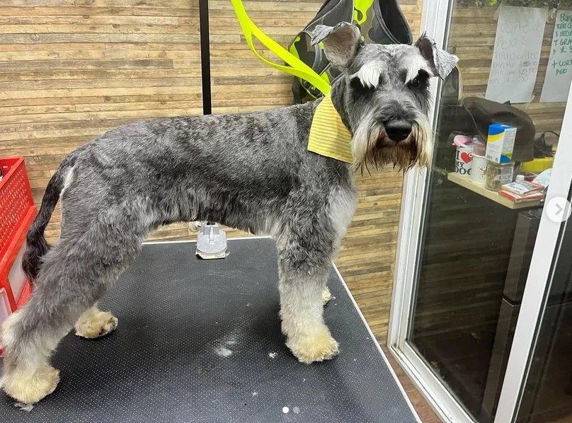 Perro recién arreglado en la mesa de estética