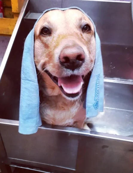 Perro disfrutando después de su baño