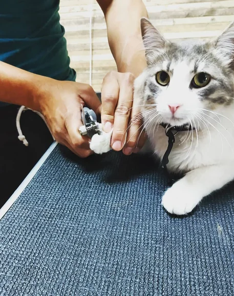 Gato durante una sesión de cuidado