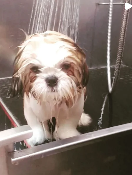 Perro recién bañado en la tina